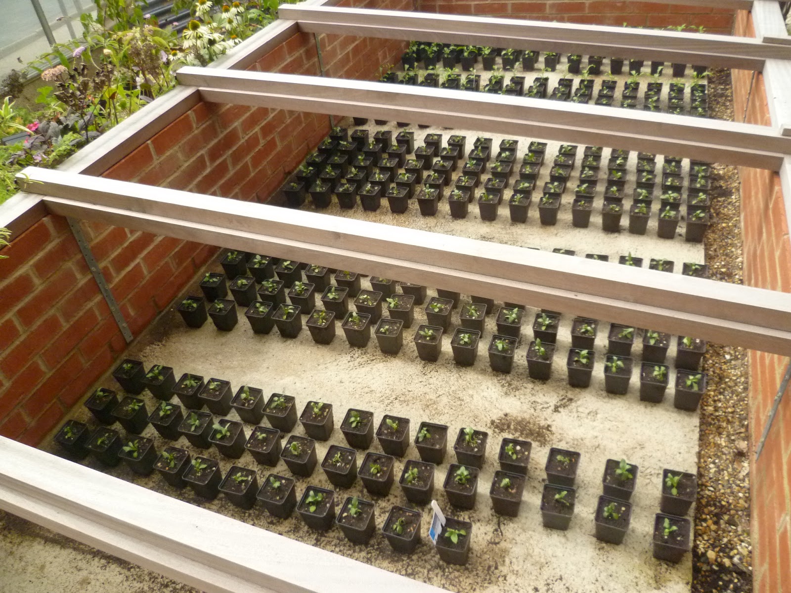 Worcester College Gardeners 20092018 Potting On Wallflower Plug Plants
