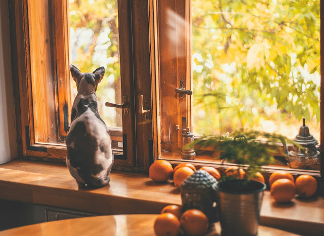 animal pictures animal pictures