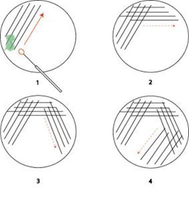 techniques for isolation of pure culture cultural pure culture technique