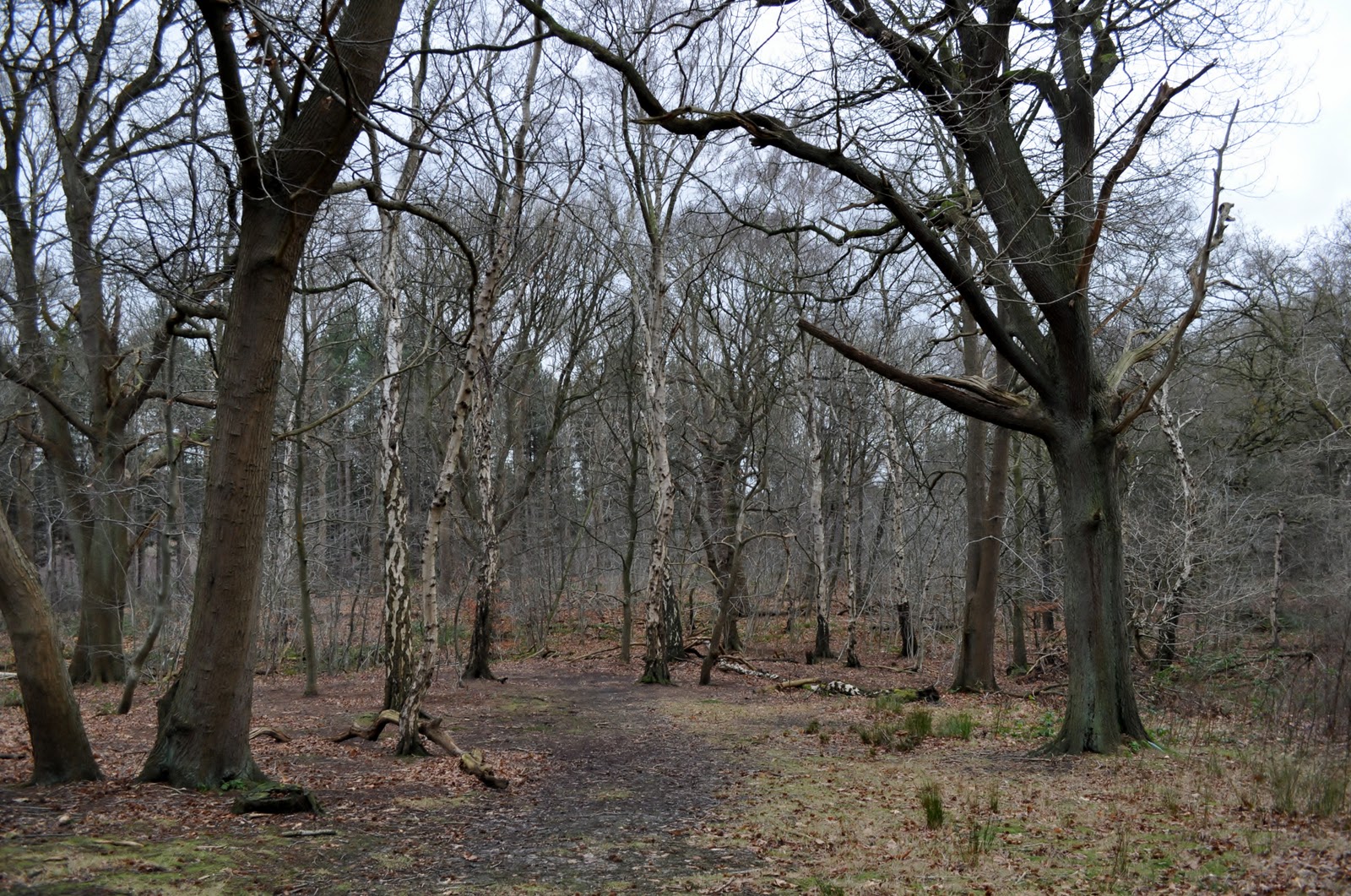 rambles with a camera Today was just a walk in the wood's