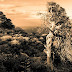 El Hierro visto por Jean-Julien