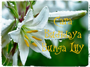Tips Budidaya Bunga Lily