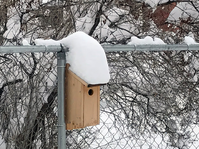 Snow on birdhouse