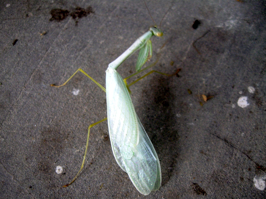 Proud to be a Sikkimese Sikkim State Never seen a pale white praying