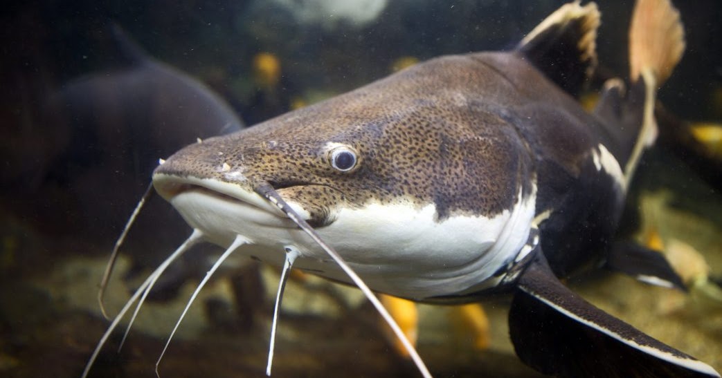 Are Catfish Fillets Good for You in Health and Nutrition Content