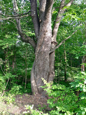Tel l'arbre, l'enfant grandit - Sandra Dodd J'OSE la vie ! - journaljose.blogspot.com