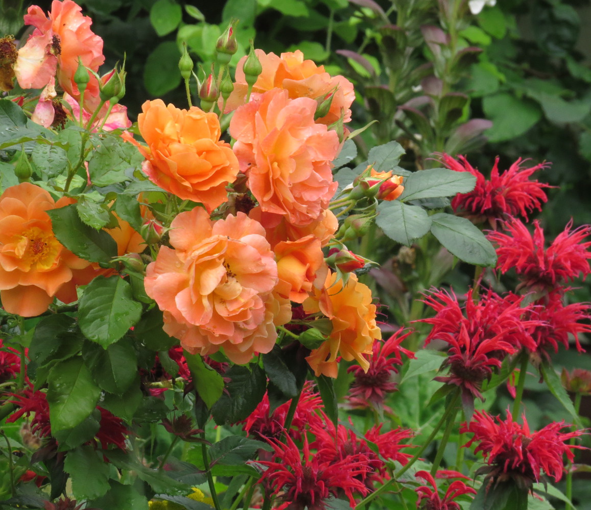 Neuer Gartentraum Knallfarben Kombinieren