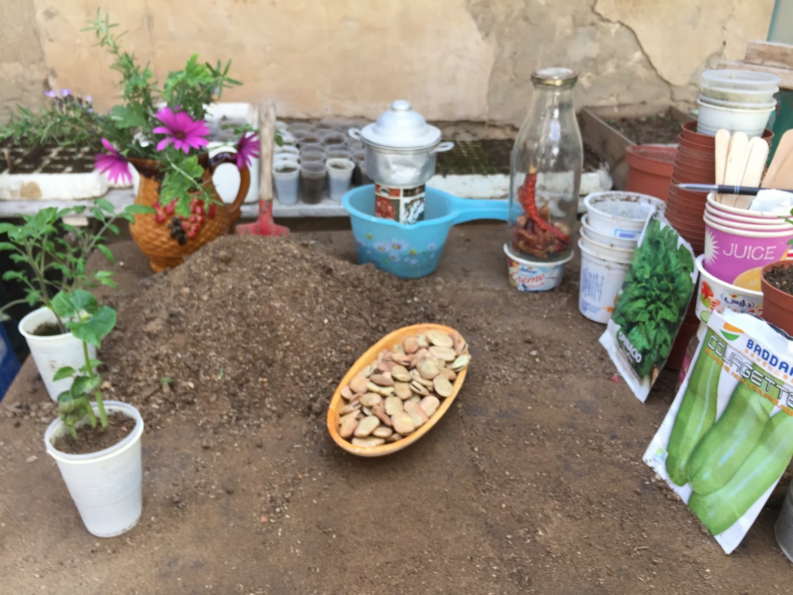 HOW TO PLANT BROAD BEANS HOME AND GARDEN