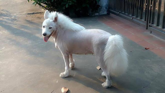 Đố bạn biết, đây là chó hay là ngựa?