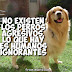 Mira frases de perros bonitas