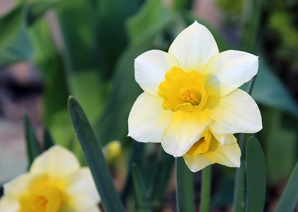 Fresh Spring Blooming Daffodils Yellow and White Daffodils blooming in the spring