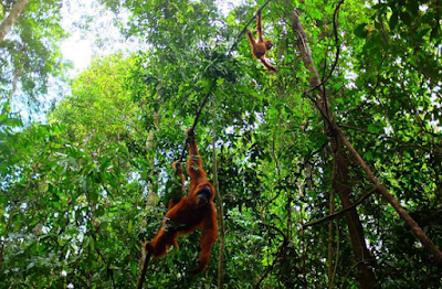 Bukit Lawang, North Sumatera3 Bukit Lawang, North Sumatera3