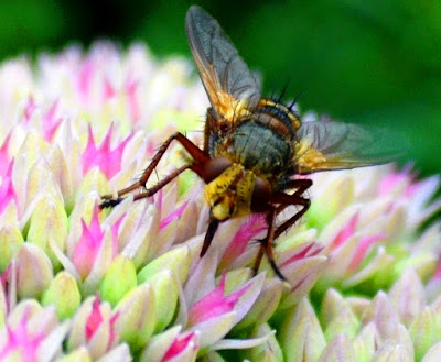 Garten, Natur, Insekten, Nützlinge Garten, Natur, Insekten, Nützlinge, natur, pryfed, organebau llesol, Garden, thiên nhiên, côn trùng, sinh vật có lợi, Tuin, natuur, insekte, voordelige