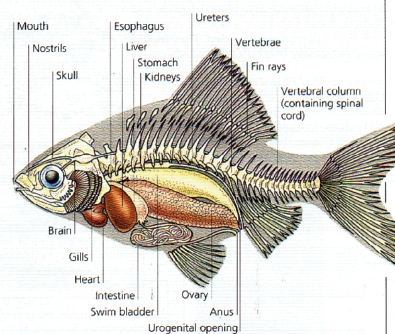 Morfologi, Anatomi dan Klasifikasi Ikan Mas (Cyprinus carpio) - SIKPAS