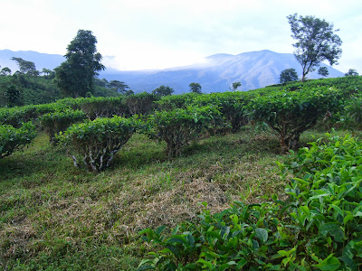 Wana Wisata Cipelang Wana Wisata Cipelang
