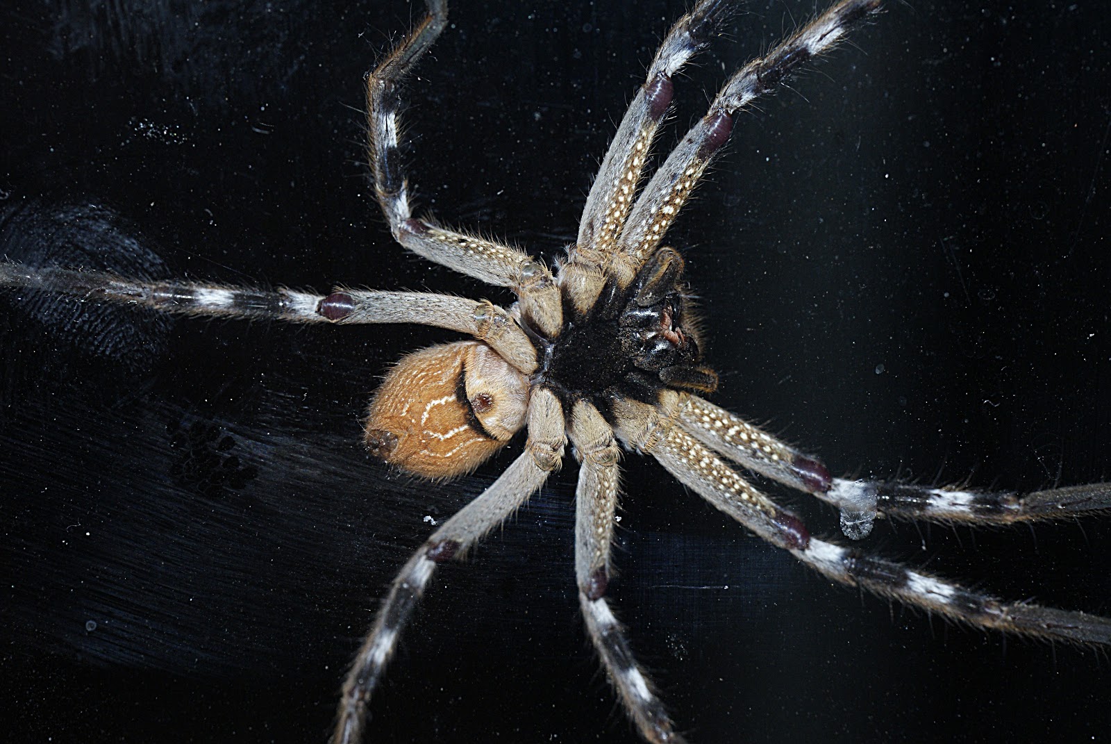 Huntsman Spiders night visit