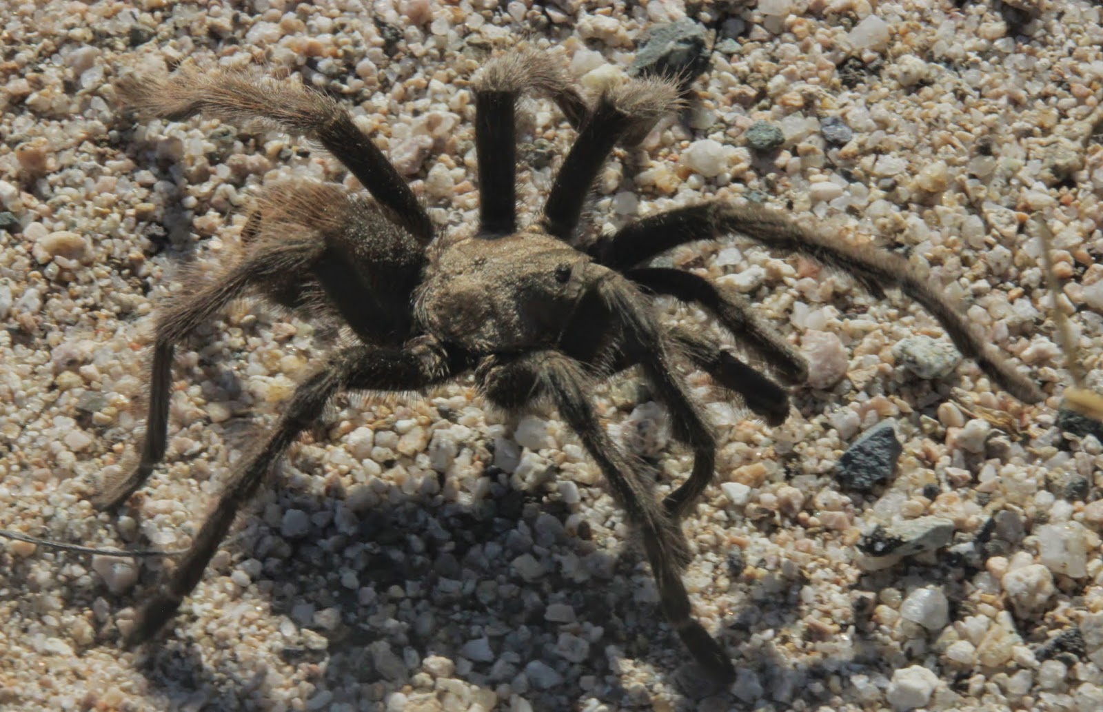 Tarantula, Mojave National Preserve