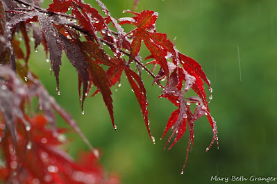 maple tree leaves in the rain photo by mbgphoto