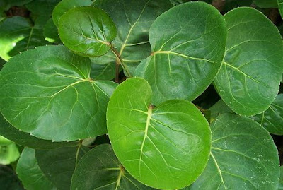 carasehat-alami.com carasehat-alami.com