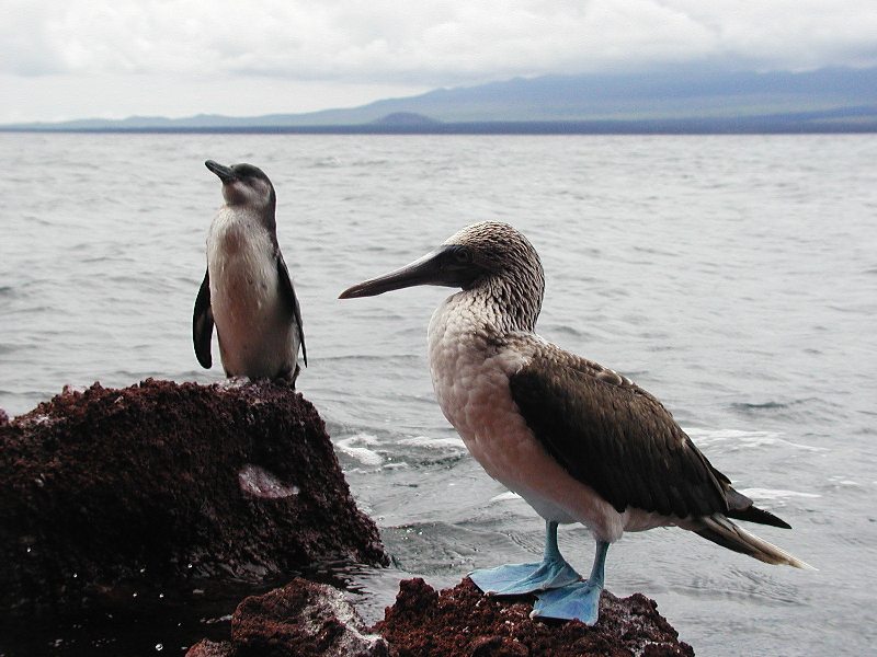 Isla Isabela - Galápagos 