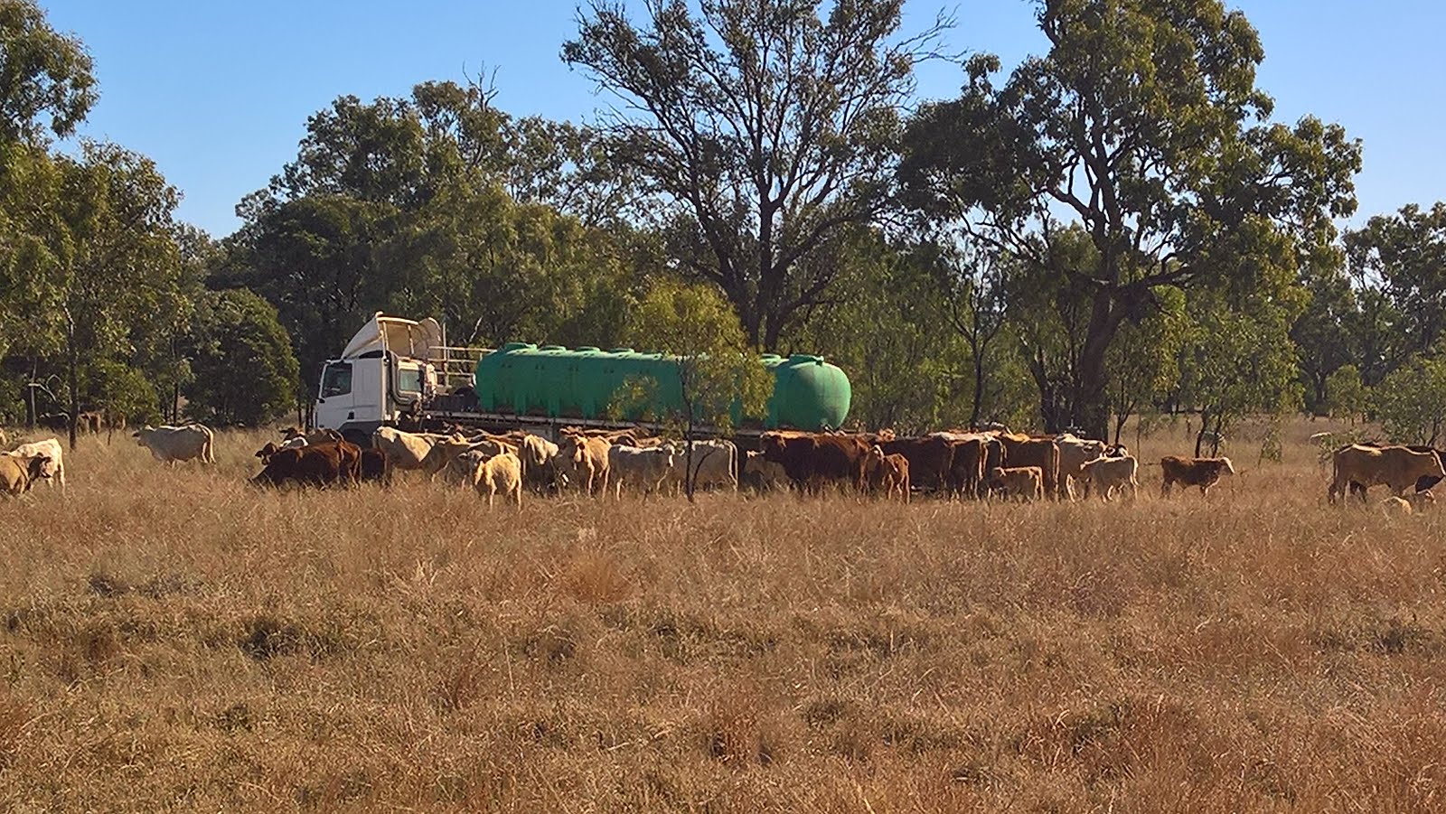 Droving on the Long Paddock