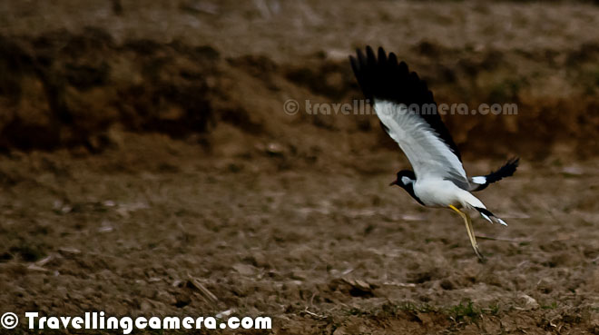 Flying High with Wild Wings - A Pure PHOTO JOURNEY with Birds we have met  so far