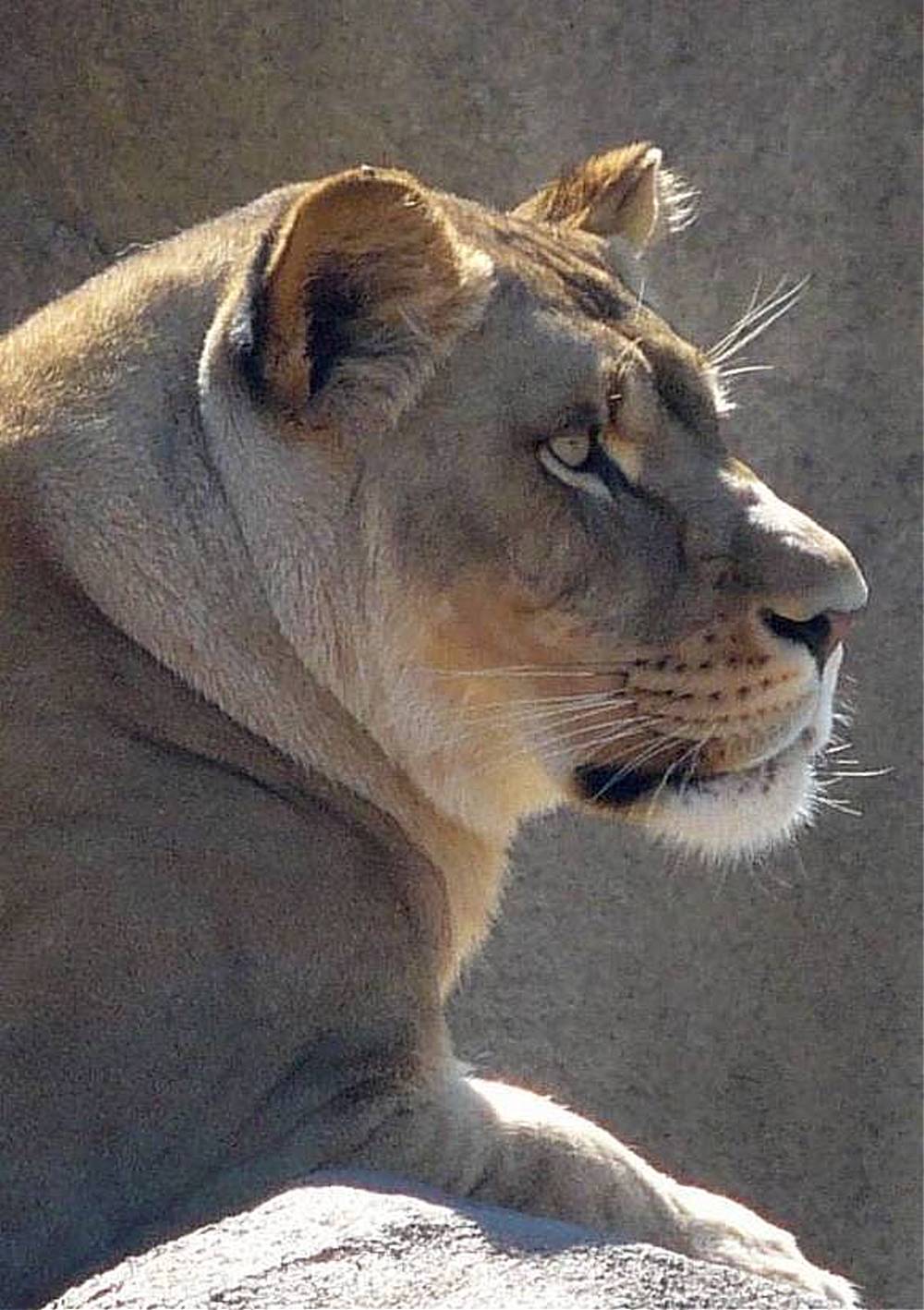 Female Lion - Peoria Zoo
