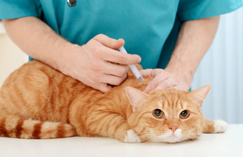 vacinando-gato-felinos-gatinho-vaccine-kitty-cat-vaccinating-vetarq-galeriia-animal