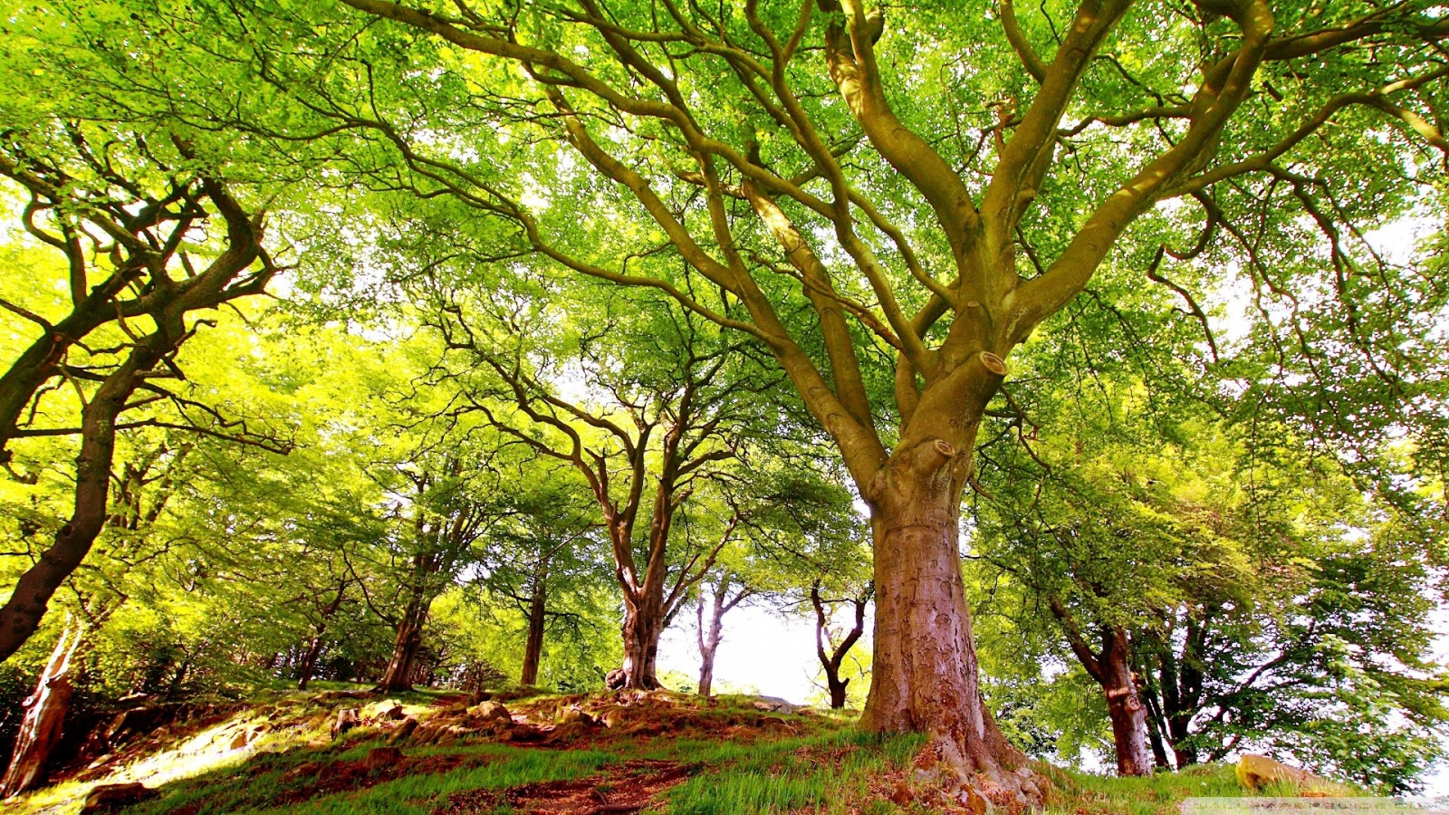 Bosque Seco Tropical Bosque Seco Tropical En Colombia