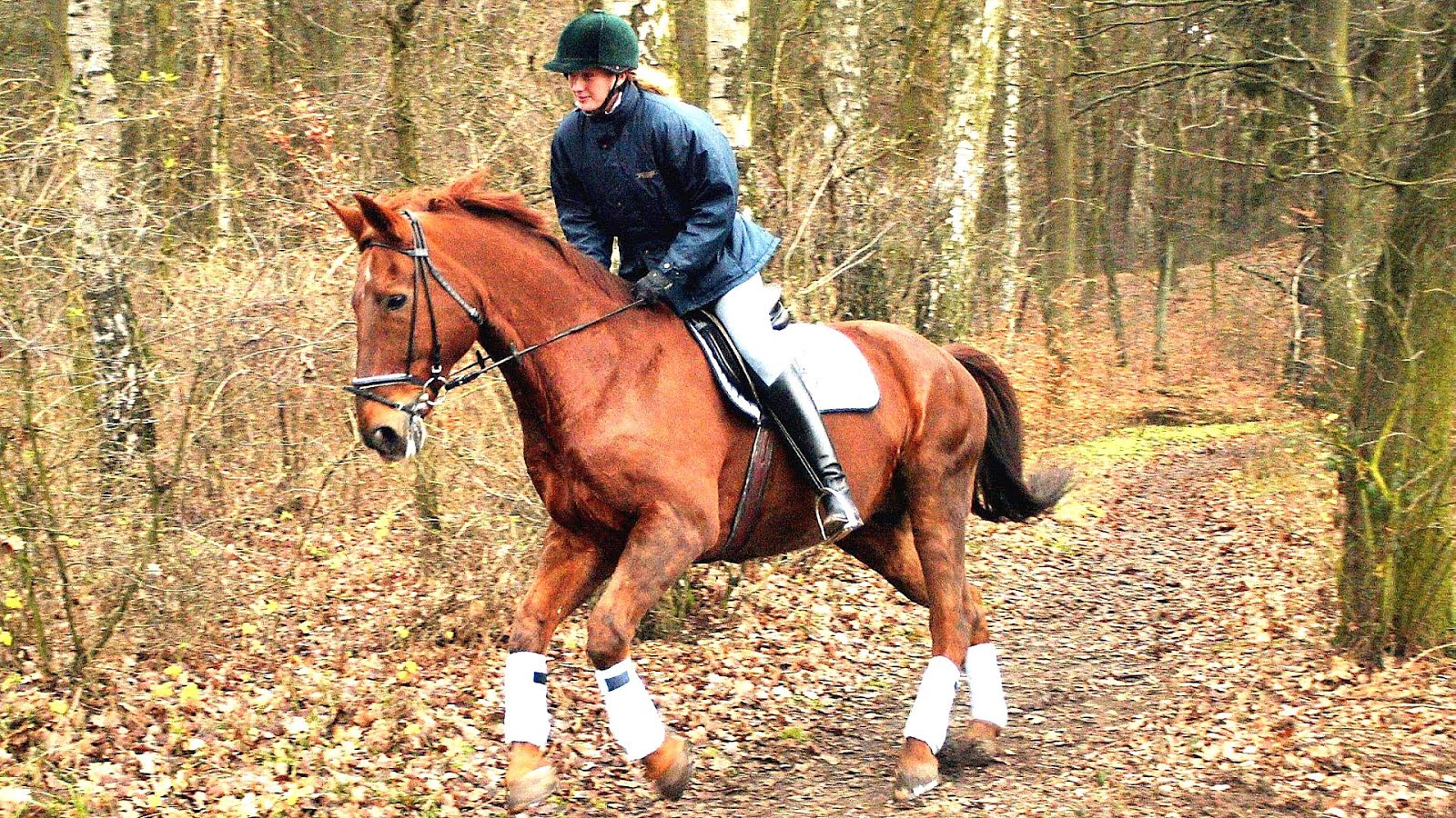 Equestrianism Horse Riding Learning Horse Choices