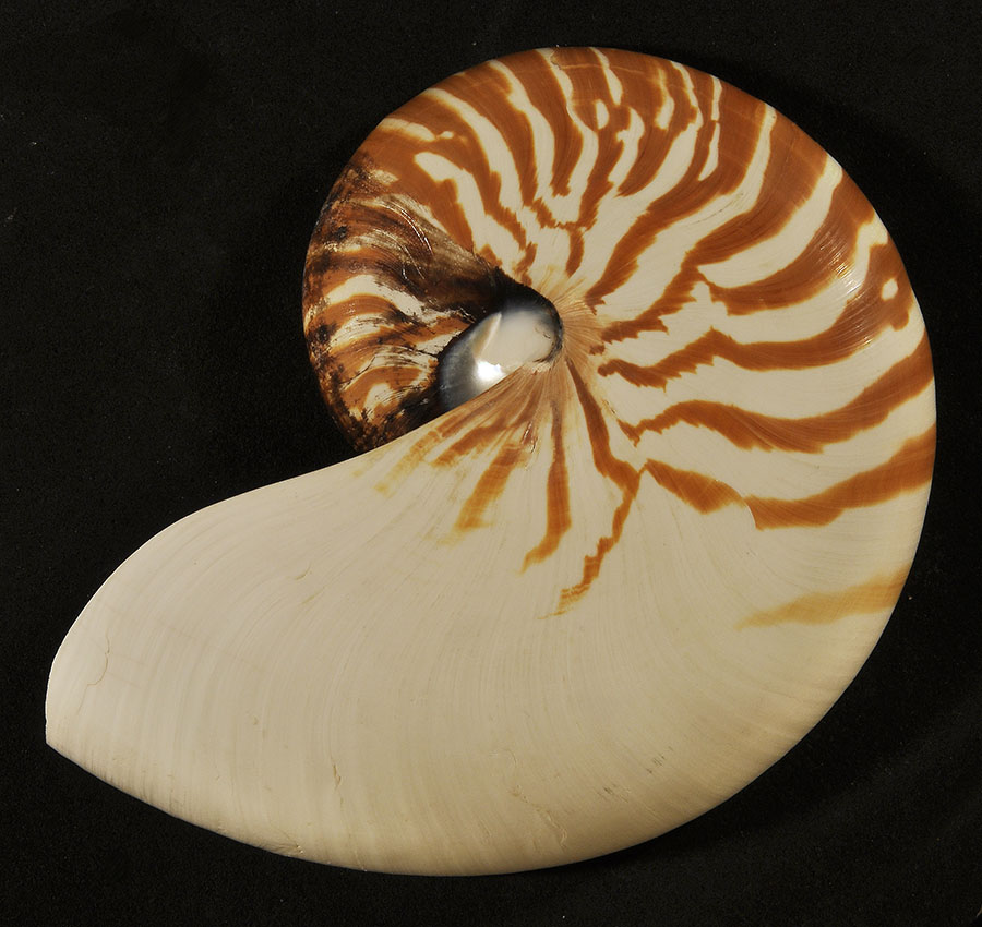 PALEO & GEO TOPICS Comments by R. L. Squires A 50million year old