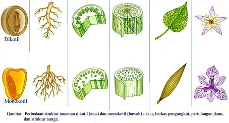 Perbedaan Gymnospermae Dan Angiospermae