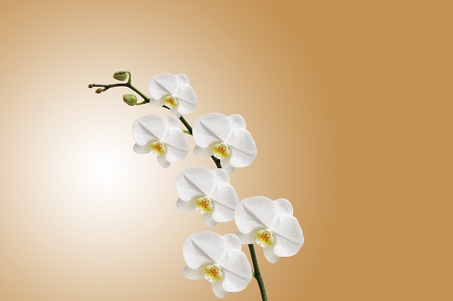 lan ho diep