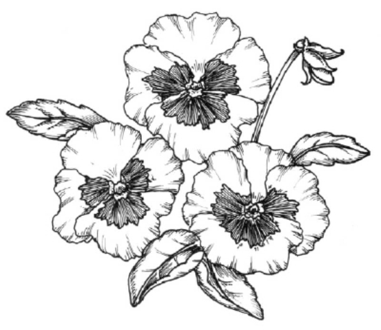Pictures Of Flowers Drawings Pictures Of Flowers Drawings
