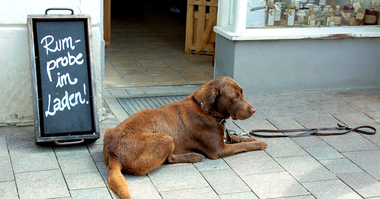 anmeldung hund wien anmeldung hund wien