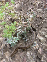 Goffer snake on Fish Canyon Trail, Angeles National Forest