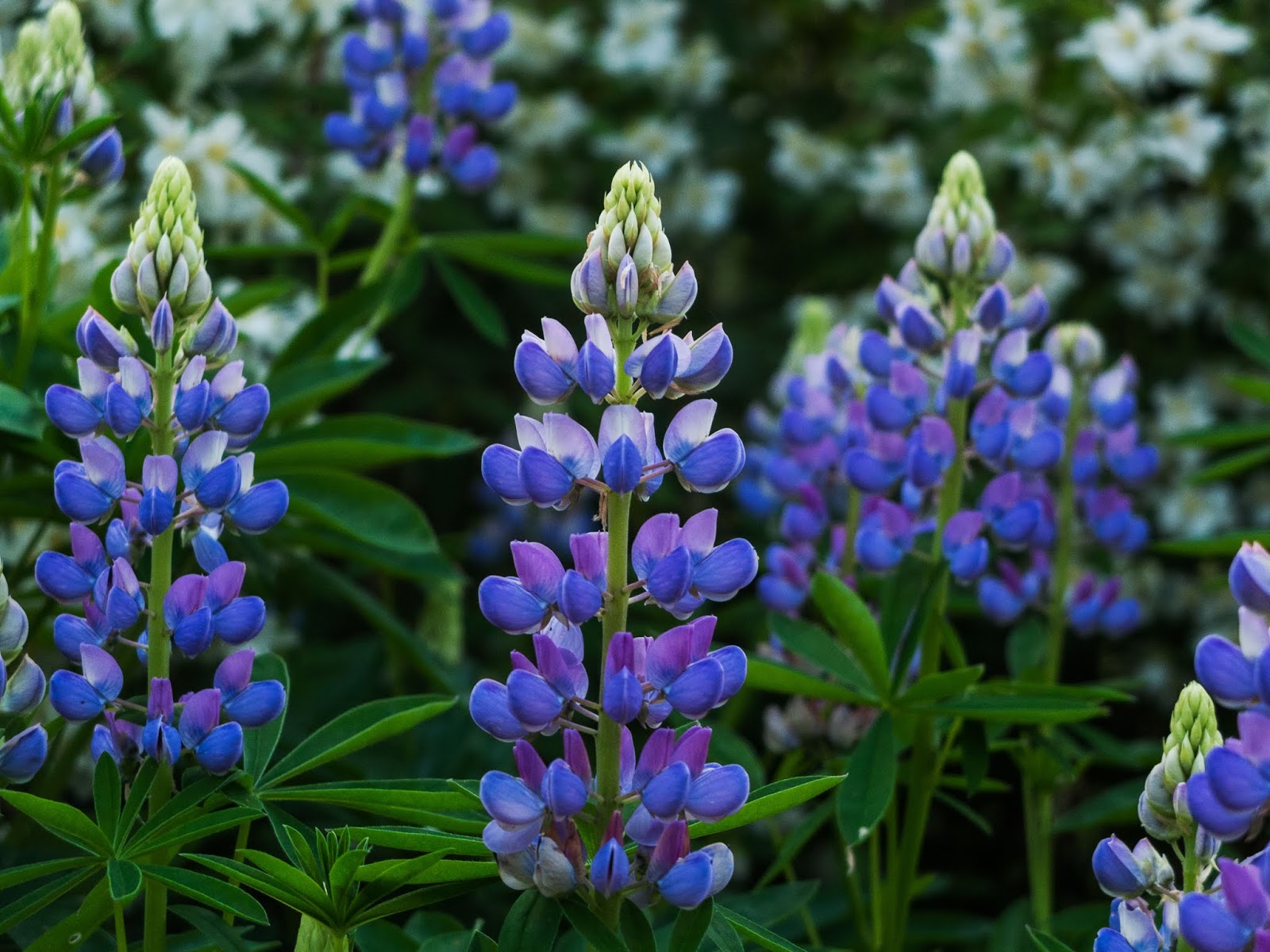 Purple lupine flowers captured at plant level.