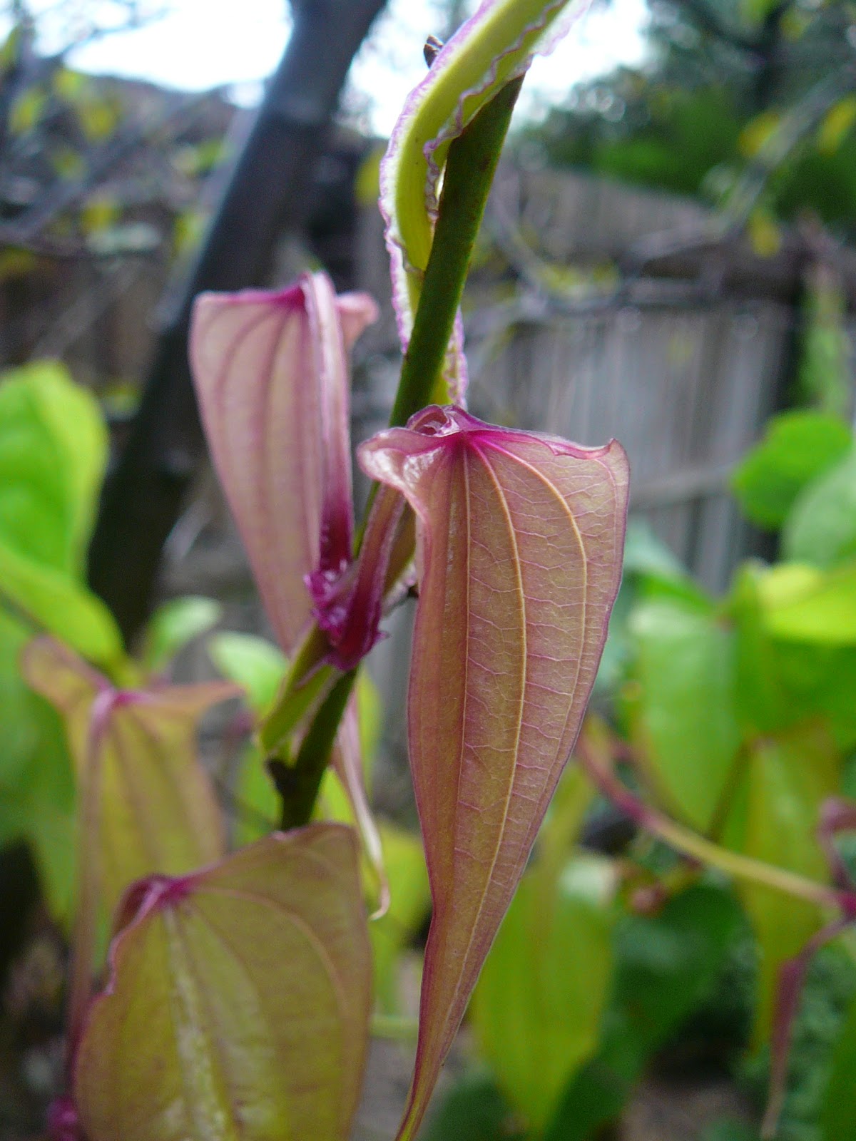 People, Plants, Landscapes: My True Yams (Dioscorea alata)