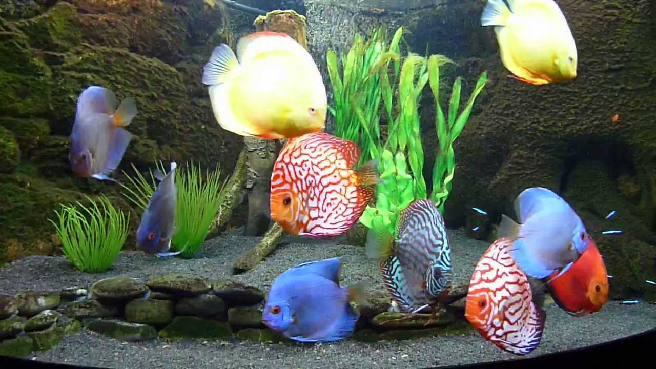 10 Jenis Ikan Hias Air Tawar Tercantik Untuk Akuarium
