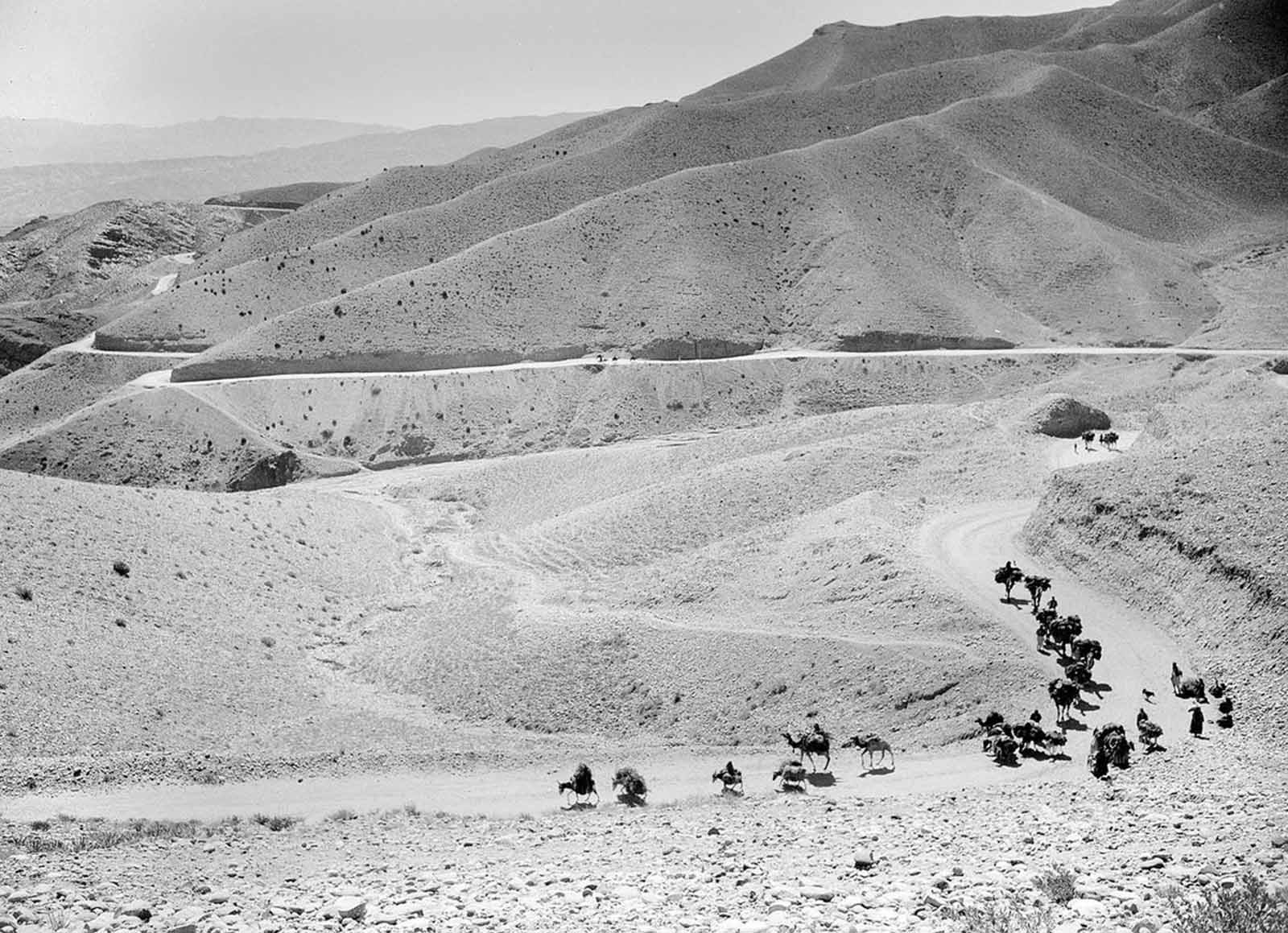 A caravan of mules and camels cross the high, winding trails of the Lataband Pass in Afghanistan on the way to Kabul, on October 8, 1949.