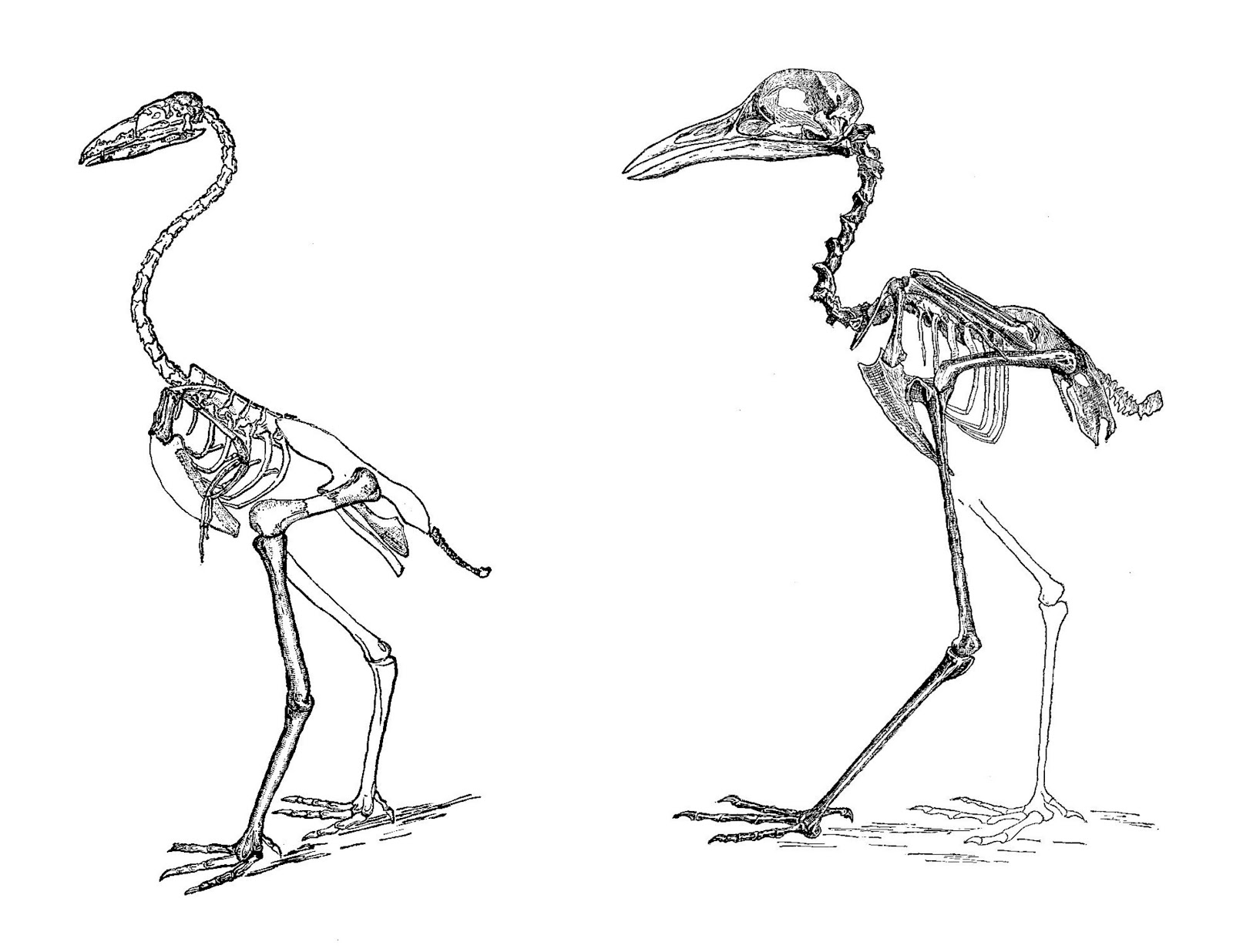 Antique Images: Bird Digital Collage Sheet: 2 Bird Skeletons Collage Sheet