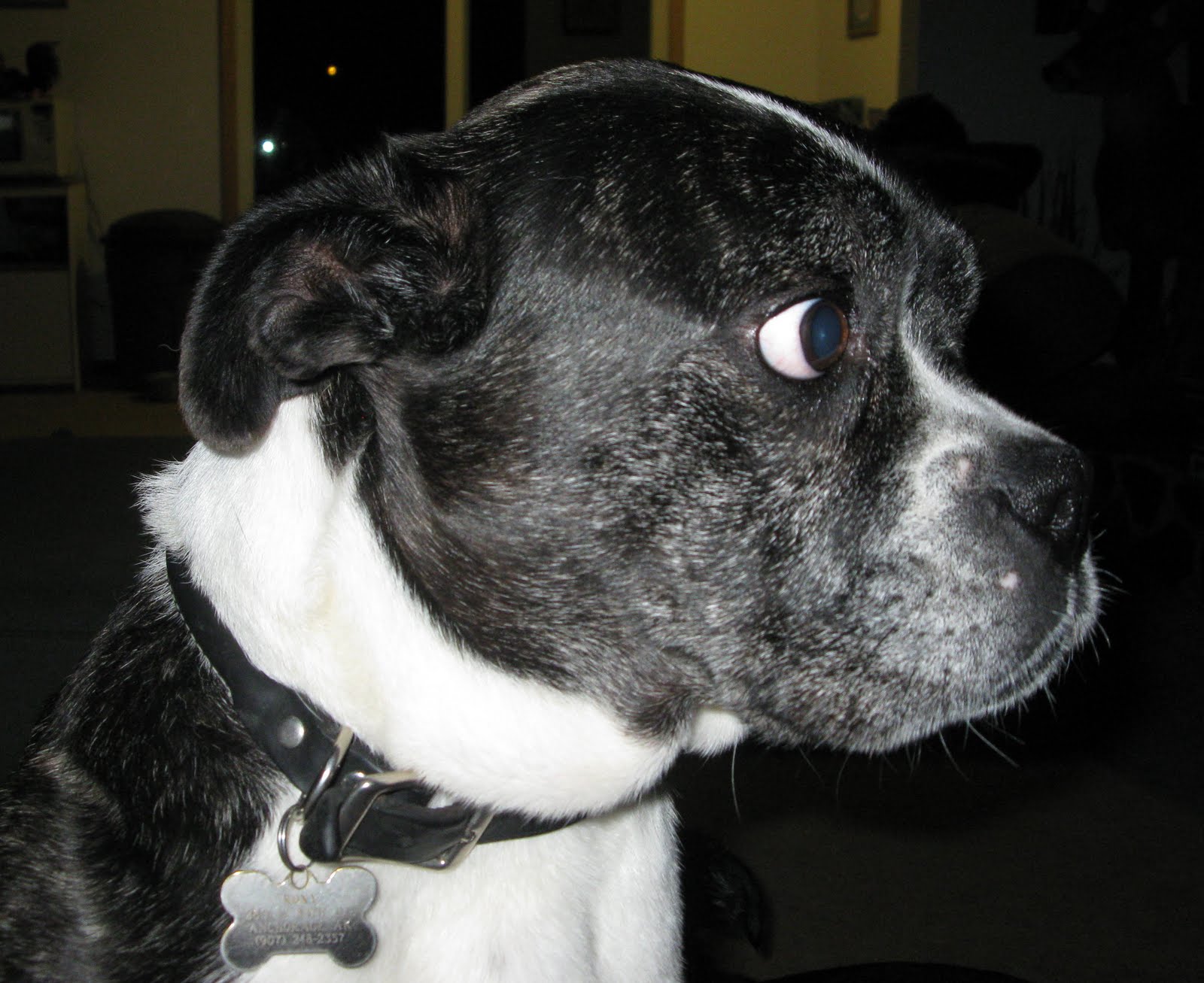 PAK-ART Alaska: Scary dog