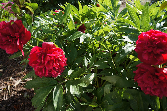 Pfingsrosen