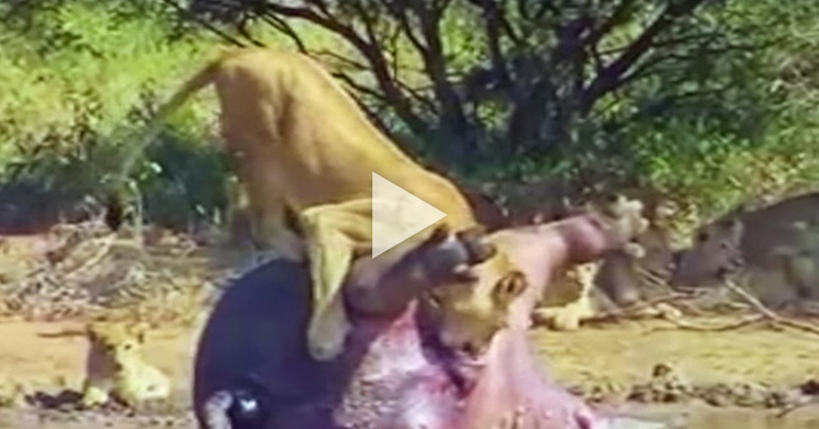 Bangkay ng Hippopotamus, sumabog habang kinakain ng Leon