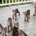 We All Want To Wake Up Finding What This Man Discovered On His Porch