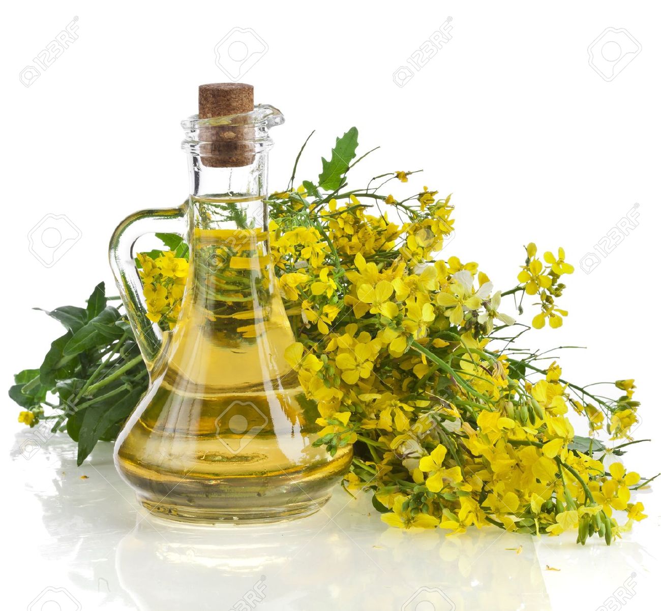 Aba - Mustard Rape - Brassica alba - අබ - Herbal Plants of Asia