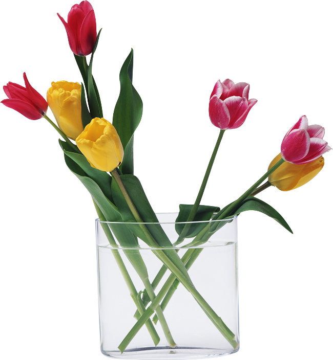 tulips in vases