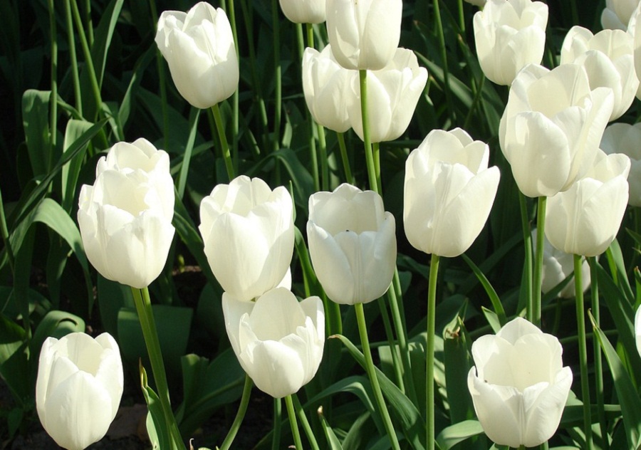 15 Gambar Bunga Tulip yang Indah dan Cantik Roman Kamelove