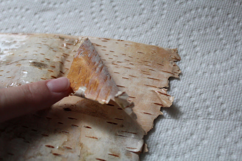 Sylvie Liv How To Turn Birch Bark Into Paper