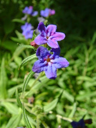 ムラサキの花 : 紫根にＰＡＫ遮断剤「シコニン」
